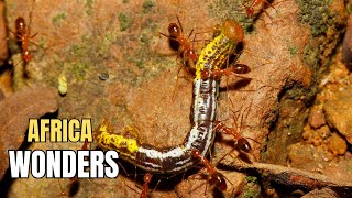 How Ants Hunt Their Enemies to Survive  AFRICA WONDERS [upl. by Lazarus]