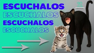 GATOS MAULLANDO compilación de los maullidos más asombrosos [upl. by Nivlad]