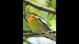 Blackburnian Warbler Dendroica fusca [upl. by Ile]