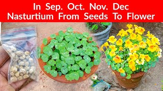 Nasturtium From Seeds How To Grow With Flower Update [upl. by Adnawak]