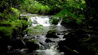 Relaxing Waterfall Nature SoundsNatural music of Birds ChirpingSleeping Bird Sound Meditation [upl. by Ellersick644]