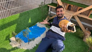 Guinea Pigs K Ghr Swimming Pool bna Dya 😍 [upl. by Marylin]