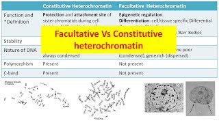 Constitutive Vs Facultative heterochromatin [upl. by Aisercal]