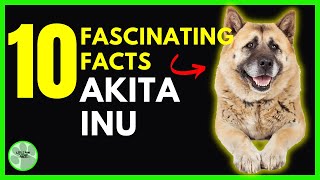 10 Fascinating Facts AKITA INU Dog Owner Understand [upl. by Beauvais]