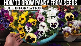 How To Grow Pansy From Seed With Full Updates [upl. by Sleinad]