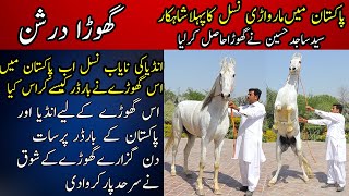 Marwari Horse Breed in Pakistan  Husnain Stud Farm Depalpur  Ghora Darshan Most Beautiful horse [upl. by Leandro]