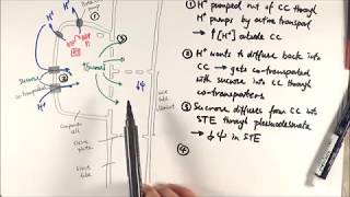 AS Biology  Translocation 1 Phloem loading OCR A Chapter 94 [upl. by Attem400]