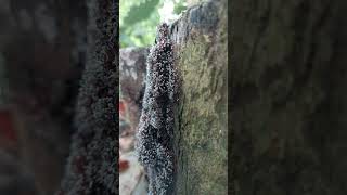 Slime mold nature garden biodiversity [upl. by Licna]