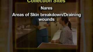 Healthcare Training MRSA How To Swab [upl. by Hartman]