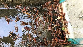 【琵琶湖】シーバスルアーでバス釣りしてたらバカでかい怪魚が… [upl. by Bannasch]