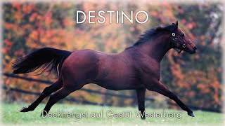 Destino  Deckhengst auf Gestüt Westerberg [upl. by Fayette]