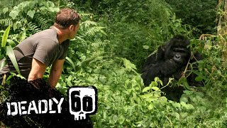 Gorilla shows Steve whos boss  Deadly 60  BBC Earth Kids [upl. by Otreblif13]