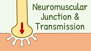 Neuromuscular Junction Structure amp Neuromuscular Transmission  Membrane Physiology [upl. by Naimerej]