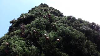 Cupressus sempervirens Stricta seed pods  Italian Cypress HD 01 [upl. by Aiza]