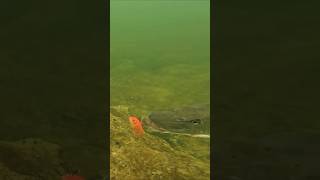 The goldfish is easy prey for this pike  pike fishing underwater [upl. by Netsruk214]