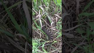 Huge massasauga rattlesnake [upl. by Lahtnero]