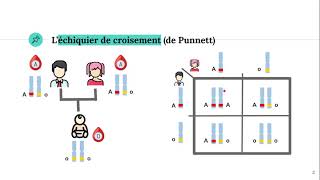 Léchiquier de croisement Punnett [upl. by Ezeerb256]