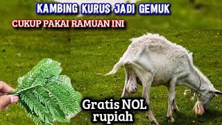 Peternak kambing harus tau Cukup pakai ramuan ini kambing kurus jadi sehat dan gemuk lagi [upl. by Atena]