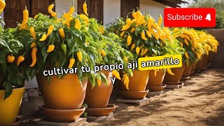 Guía de Cultivo de AJÍ AMARILLO en casa  Huerto Urbano [upl. by Biagio]