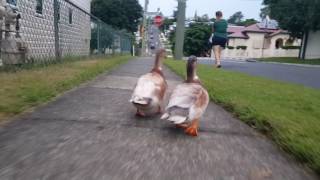 Duck walks and wagging tails [upl. by Hak425]