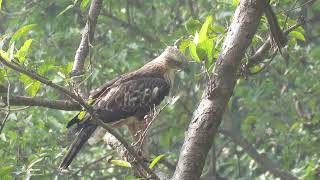 MVI 0195 Changeable Hawk Eagle Dehradun Rajaji 161124 morn [upl. by Aleyam]