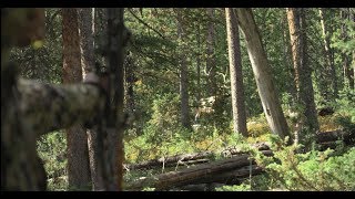 Wyoming Elk Hunt Day 4  The quotLinguistsquot Rough Cuts [upl. by Ayanej125]