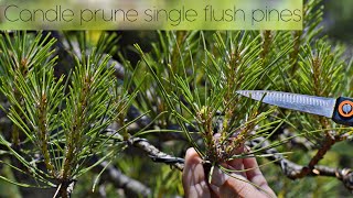 Candle prune SINGLE FLUSH pines in early June Pinus nigra niwaki  Arkefthos Bonsai [upl. by Esme]