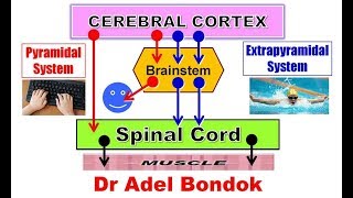 Pyramidal and Extrapyramidal Motor System and Desending Tracts Dr Adel Bondok [upl. by Nolur]