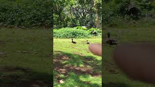 Bird Head Movements 006 Ducks [upl. by Atterahs]