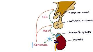 Understanding the Short Synacthen Test [upl. by Anohr]