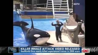 2Attaque dorque à Sea World Killer whale attack at Sea World [upl. by Venola]