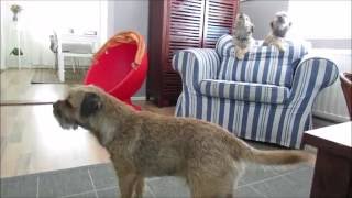 Border Terrier Howl [upl. by Nosyla]