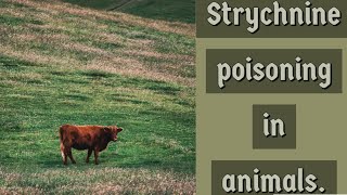 Strychnine poisoning is from powdered seeds of Sreconos nuxvomica [upl. by Davey]