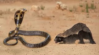 Snake Vs Honey Badger Fight To Death  Honey Badger Take Down Snake  Big Battle In The Desert [upl. by Britte]