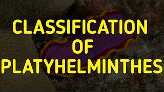 Classification of Platyhelminthes  Turbellaria Trematoda Cestoda Fasciola NCERT 11 BIOLOGY [upl. by Puritan844]