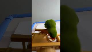 Bird Training  Smart lovebird Parrot  Smart Little Cute Parrot training smartparrot cute [upl. by Airam]