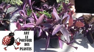 chaine de jardinBouture de Tradescantia pallida setcreasea plantes vertes plantes intérieur [upl. by Odnomor960]