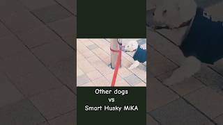 Husky vs other dogs Who’s the smart one [upl. by Bobbee]