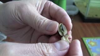 Where to cutfile on lotus seeds hard shell to make it grow [upl. by Nashoma]