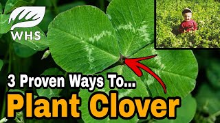 How To Plant Clover For Deer [upl. by Elletsirk]