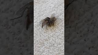 How Does a Housefly Poop [upl. by Annora]