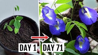 How to Grow amp Care for Butterfly Pea Plant Complete Growing GUIDE [upl. by Euqinaj]