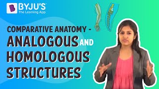 Comparative Anatomy  Analogous And Homologous Structures [upl. by Broddy]