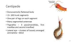 Subphylum Mandibulata  animal diversity nonchordata [upl. by Anrak573]