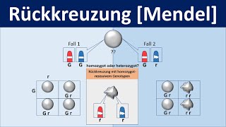 Rückkreuzung Mendel  Biologie Genetik Mittel und Oberstufe [upl. by Llain]