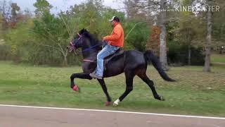 The Fastest Speed Racking Horse In Mississippi Bring Out The Big Gunz [upl. by Anizor]