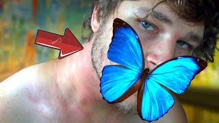 Giant Blue Morpho Morpho menelaus Butterfly Facts Drawer of the Week 26 [upl. by Peg354]