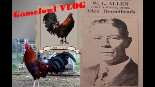 History of Roundhead Gamefowl VLOG Tagalog [upl. by Llen]