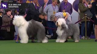 Old English Sheepdogs  Breed Judging 2020 [upl. by Brittain]