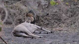 Mashatu Game Reserve  Male lion killing eland [upl. by Nylarej]